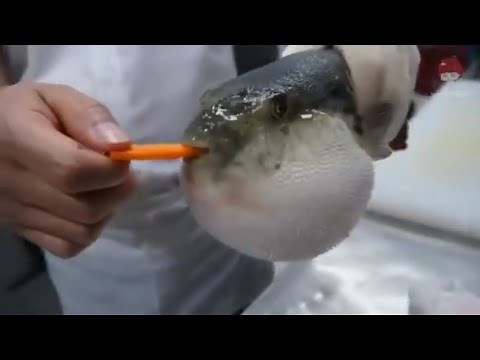 Puffer fish eating carrot