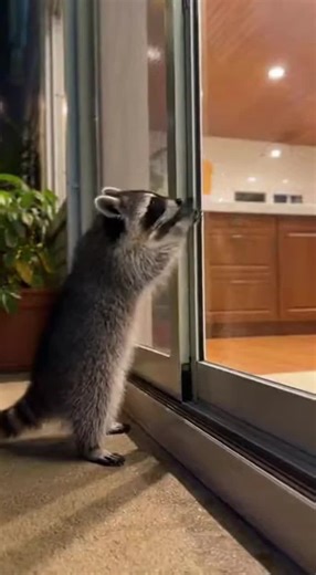 lets go buddis🌔 #fyp #viral #animals