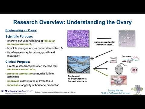 11.17.21 Deciphering The Ovarian Microenvironment Across Developmental, Spatial, And Temporal Axes