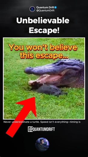 Turtle OUTRUNS a Crocodile… HOW?! 🐢😳 #Turtle #Crocodile #AnimalEscape #WildlifeShorts