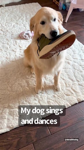 Heartwarming Moments of Dogs in Love