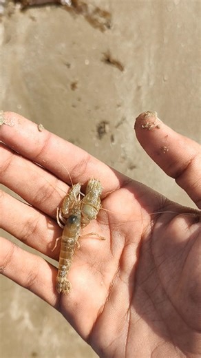 He was out of the water, I saved him, then I left him in the🥺 water🦞 Common yabby🦞