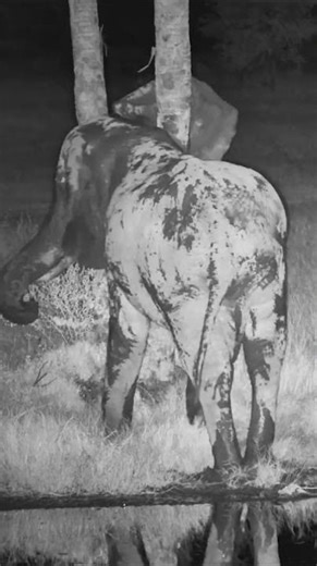 🐘 When the Itch Hits at Night…