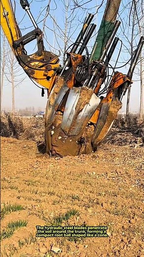 Transplanting a Mature Tree with a Hydraulic Tree Spade