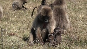 Monkey. Baboons. Young baboons chew and eat in the meadow during the day. Wildlife. African safari.