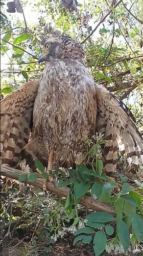#Hawk #Eagle #Owl #Wildlife #Animal #EagleHawkOwl hawk vs snake, Owl vs snake fight, Eagle Vs Snake,