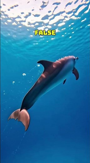 What happens if you cross a male Whale with a female Dolphin?