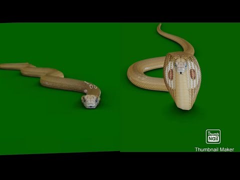 Golden Snake Attack Animation on Green screen ||Snake green screen || Nagin | Naagin 5