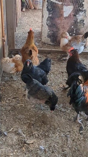 Why Are These Chickens Grooming Themselves Before Bed?