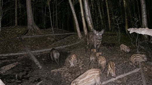 Ce qui traverse cette forêt la nuit a été filmé