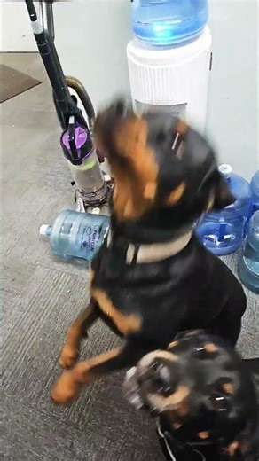 jett barking #doberman #rottweiler #shibc shibaclassic.io #uniswap #biconomy #dextools #crypto