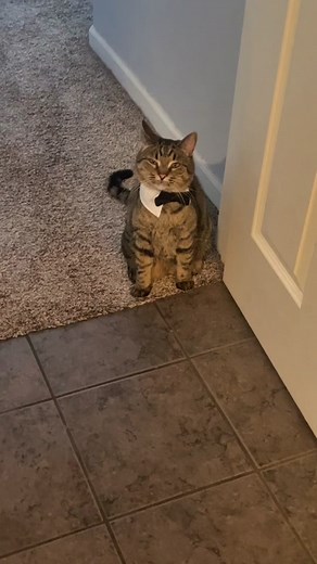 Special Moments with my Talking Cat | Cat Soft TikTok