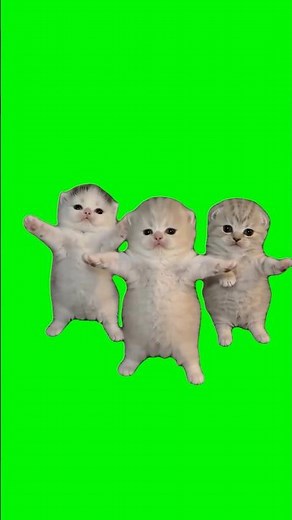 Three Cats Dancing | Green Screen #cats #dancing #cute #viral #ai