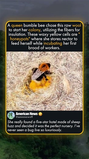 HOW QUEEN BEES BUILD THEIR HOMES
