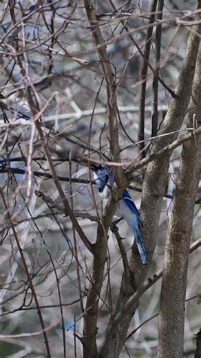 Nikon Z6iii With The Blue Jay - FTZ 2 with 70-300mm (F- mount lens) #nikon #Z6iii #bluejay