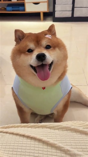 【熱中症対策😂】「涼感ウェア」を着せたウチの柴犬、ひんやり快適すぎて極上のドヤ顔スマイルを披露www