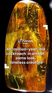 8.5K views · 35 reactions | 40-million-year-old cockroach in amber:...