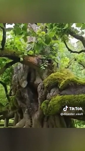 #realfootage #disastercompilation #naturedisaster #fyp #disasterrecap #shockingnature #extremeweather