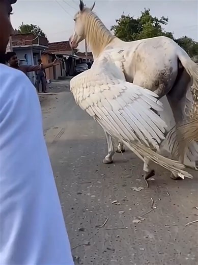 At first I thought it was fake, and in the end I still thought so. creature Georgia creature Al principio pensé que era falso y al final también some strange things you can't believe #creature #weird #foryoupage❤️❤️ #fyp #trending