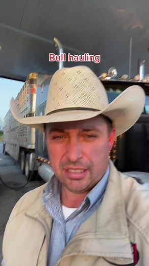 #bullhauler #cattlehauler #rodeorig #rodeo #rodeotok #fyp #LIKEABOMBSHELL