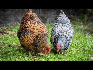 All the chicken breeds and their egg collars backyard chicken