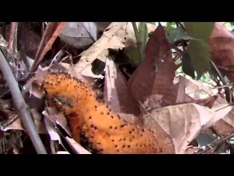 A Baby Bird Behaves Like a Caterpillar