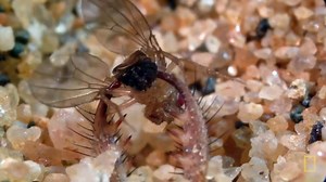 Wild South West Death Valley America The Beautiful