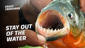 Is it a myth or a fact? Can a piranha swarm eat you? #CrazyCreatures #Wildlife #pirana | Crazy Creatures