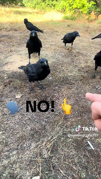 Befriending Crows: Day 49 — Making Friends with a Murder of Crows