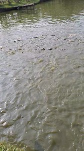 22K views · 336 reactions | Fish  #fish | Unity Farm | Facebook