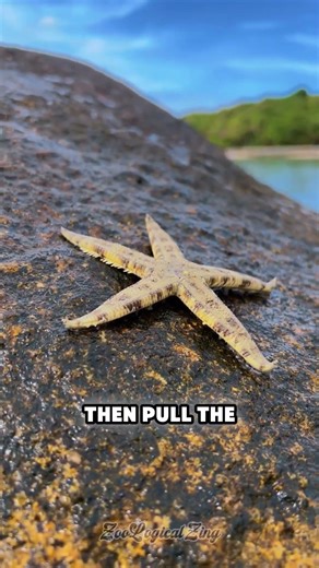 This Starfish Eating Technique Is Absolutely Wild 🌊 #ocean #nature #shorts