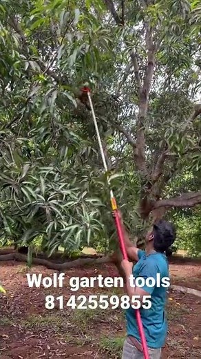 Mango Harvesting by wolf garten tools