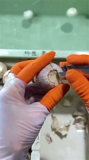 Unboxing the Extra-Large One-Headed Garlic Peeler - A Must-Watch