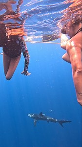 Silky sharks are naturally drawn to floating objects in the open ocean. When divers enter the water silky sharks may show heightened curiosity because they are investigating 🔎 This often looks like smooth circling, close passes, or approach-and-withdraw behavior. #SharkEducation #SilkyShark #SharkBehavior #OceanPredators #MarineScience | Cabo Shark Dive