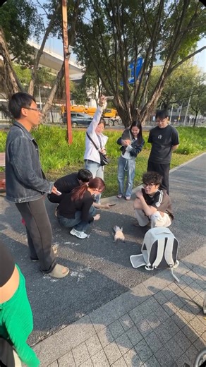 If happiness had a sound on Instagram: "Interesting facts about Siamese cats (Domestic cats): Follow @sound_of_cappiness 🥰 Link in bio 🪀 Living Artwork Sleek, color-pointed coats (dark ears/face/paws/tail) against a pale body—nature’s perfect gradient. Temperature Magic Their iconic points come from a heat-sensitive enzyme—cooler areas darken like a mood ring! Chatty Cathletes Olympic-level vocalists with opinions on everything—expect full-blown conversations. Brainiacs Can learn tricks, open 