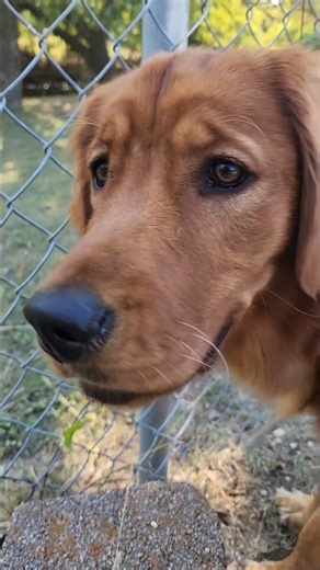 Next to this two level #pavestone #wall , we find this #dog .
