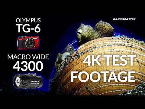 Olympus TG-6 & Backscatter Macro Wide 4300 Video Light | 4K Underwater Demo Video