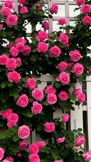 Stunning Roses 🌹 Calming Nature Scenery 4K