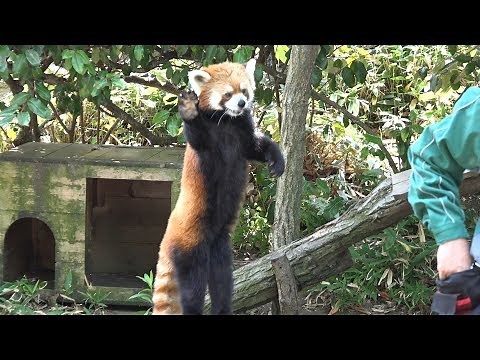 ズーラシア レッサーパンダのおやつ食べタイム（イチゴ） Red Panda ICHIGO
