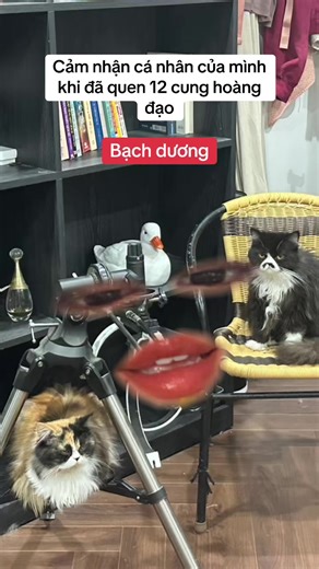 Khám Phá Bạch Dương: Cảm Nhận và Tính Cách