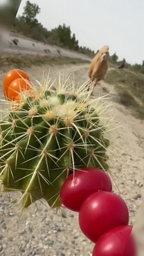 Beautiful Camel Eating Cactus - Unique and Intriguing Moment