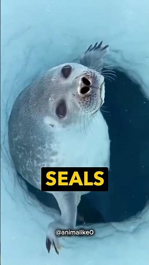 How do seals sleep underwater?
