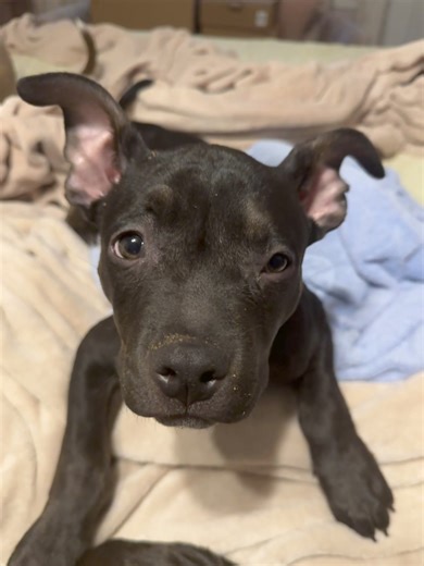 3.4K views · 359 reactions | Matilda is full of personality and we can’t get enough of her! To apply - https://www.mopitbullrescue.org/triplets | Missouri Pit Bull Rescue | Facebook