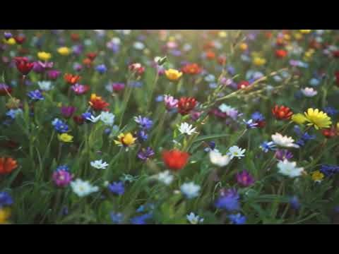 Deep Relaxation Music | Flower Field Meditation to Quiet Anxious Thoughts