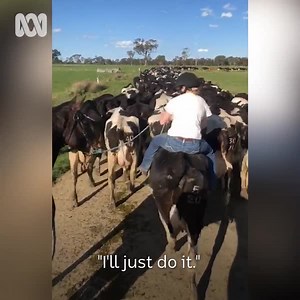 416K views · 1.1K reactions | Be honest — hands up if you've ever wondered if you could ride a cow like a horse  Full story: https://ab.co/2V8SF7T | ABC Rural | Facebook