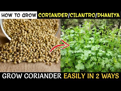 How To Grow CORIANDER At Home From Seeds | Grow Coriander / Dhaniya / Cilantro At Home