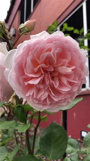 Gorgeous rose 🧡🧡 | Natural flowers