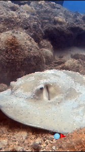 30K views · 898 reactions | A breathtaking encounter with a giant stingray gliding gracefully over the seabed. Such a majestic and peaceful creature of the deep! ✨ Join our dives in Dahab and witness moments like this! #stingray #redsea #scubadiving #underwaterlife #marinelife | Red Sea Diving | Facebook