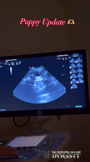 Morningstar Dynasty Pack on Instagram: "We have an exciting announcement 🤗 Today is day 21 of Lili’s pregnancy and we went on to do some bloodwork and a 1st ultrasound (mostly because I couldn’t wait to find out😂). We have at least 4 PUPPIES🤗🤗🤗 Our doctors suspect there might be a few more hiding and we’ll get a better count June 30th at her next ultrasound 🤗 Lili has some morning sickness 😞 but otherwise doing great 😊 We are so excited and getting ready for the royal puppies. Our team s