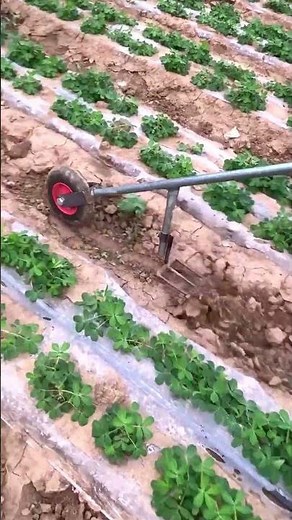 Efficient Manual Wheeled Cultivator for Garden Weeding